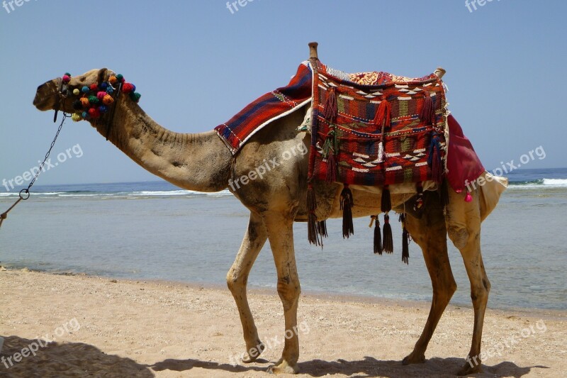 Camel Animal Desert Dromedary Egypt