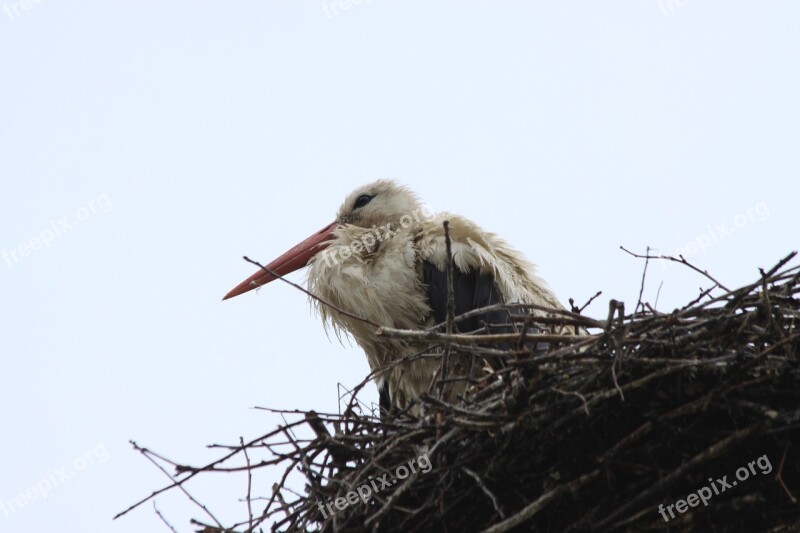 Stork Bird Socket Free Photos