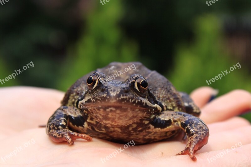 The Frog The Hand Hand Animals Free Photos