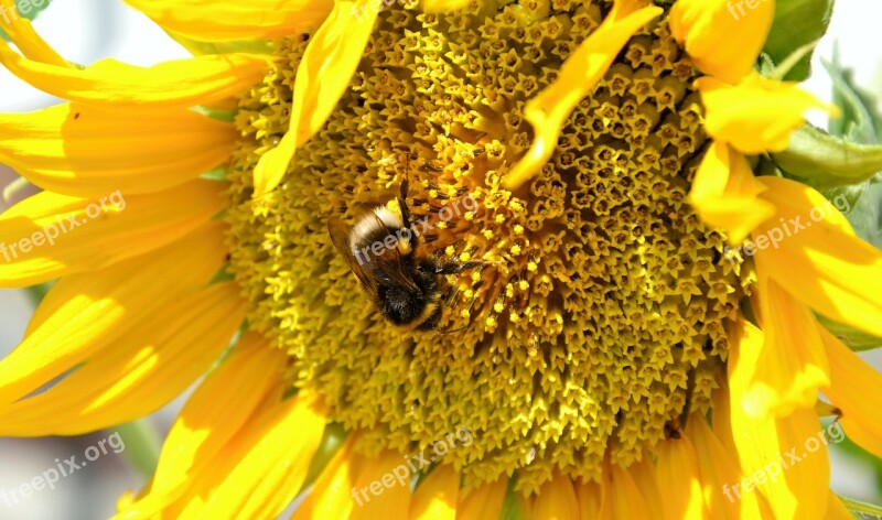 Sunflower Hummel Summer Insect Blossom