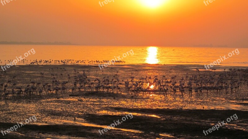 Flamingos Beach Sunrise Landscape Bird