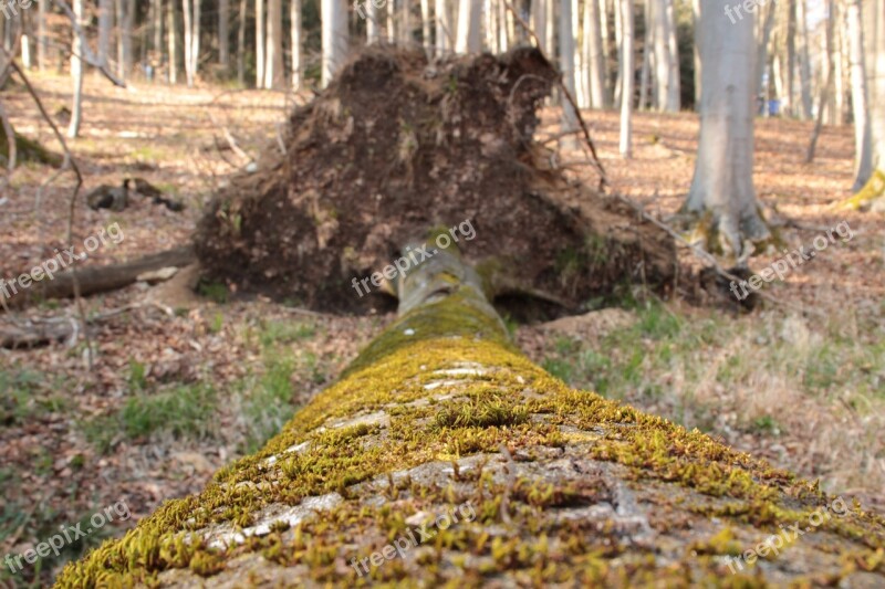 Log Moss Nature Trees Forest