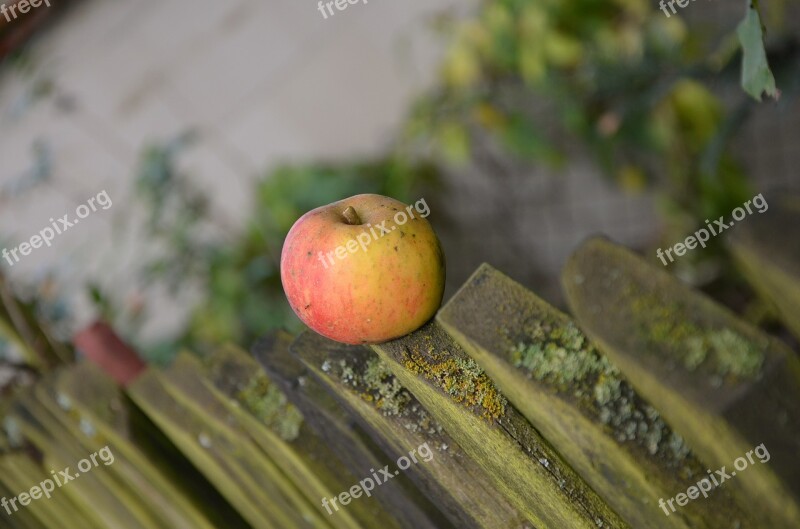 Apple Windfall Fence October Autumn