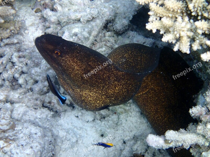 Moray Java Fish Sea Maldives Free Photos