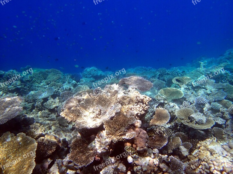 Corals Giant Tabular Maldives Free Photos