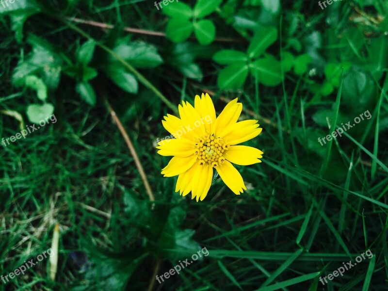 Chrysanthemum Flower Yellow Macro Green