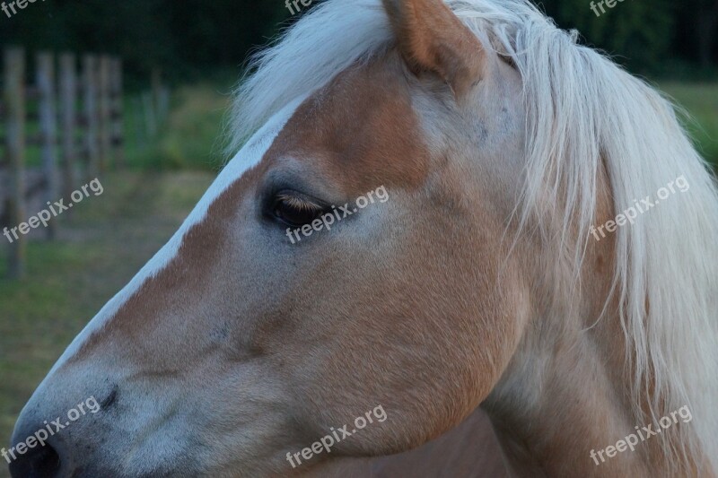 Haflinger Horses Pony Free Photos