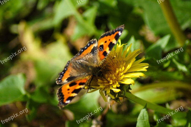 Small Tortoiseshell Butterfly Orange Insect Dandelion