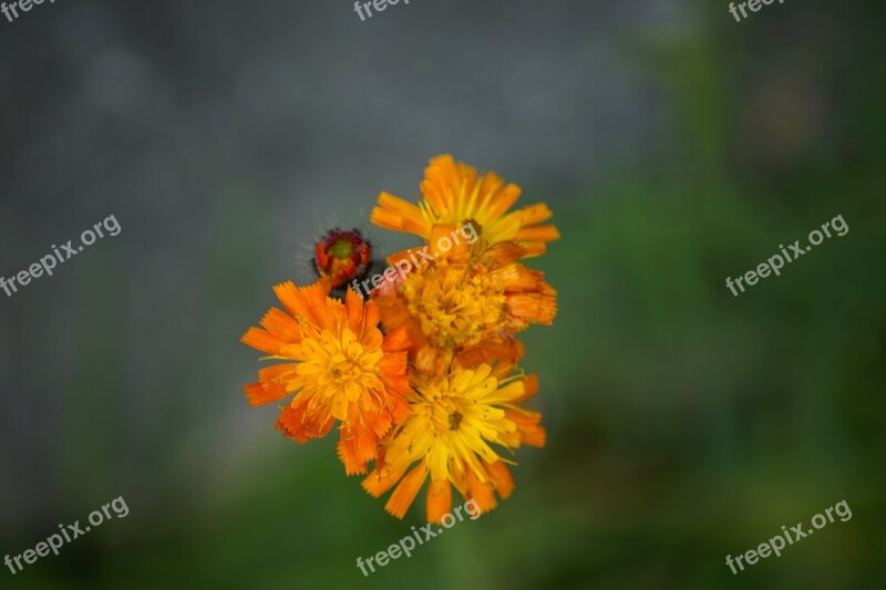 Hawkweed Orange Fox And Cubs Pilosella Aurantiaca Pilosella