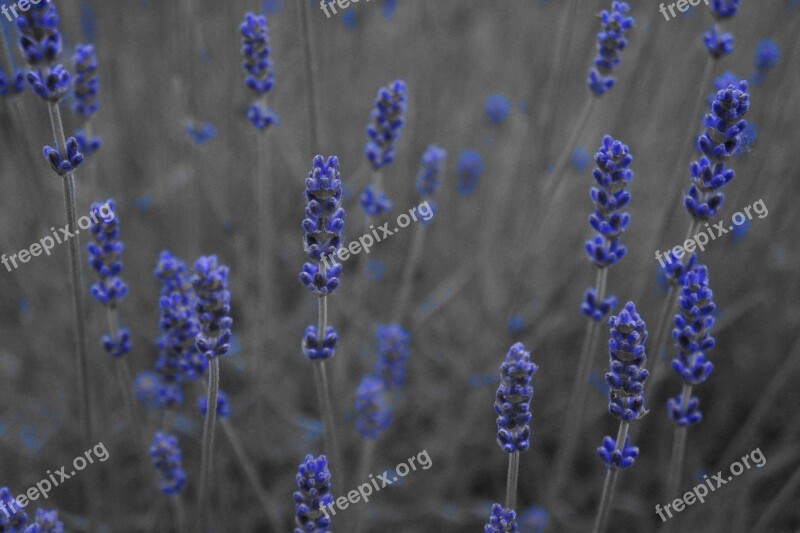 Lavender Purple Flowers Free Photos