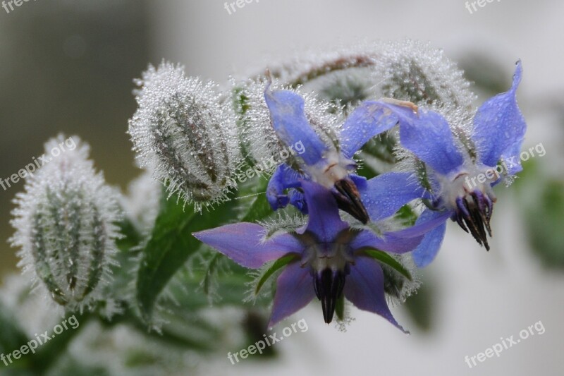 Borage Autumn Flowers Blue Fog Autumn