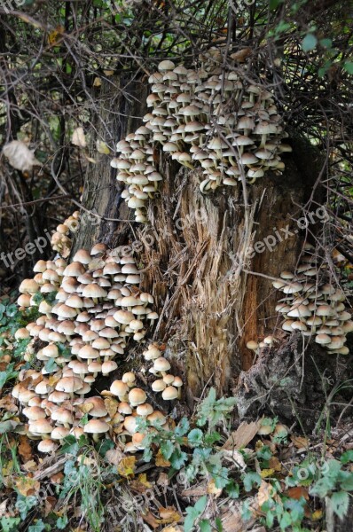 Mushrooms Tree Stump Decomposition Autumn Forest