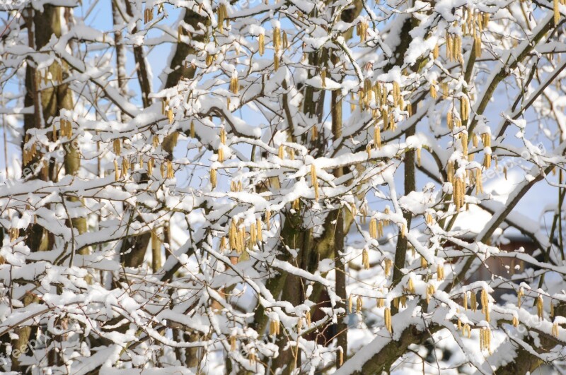 Snow Spring Hazelnut Tree Blue