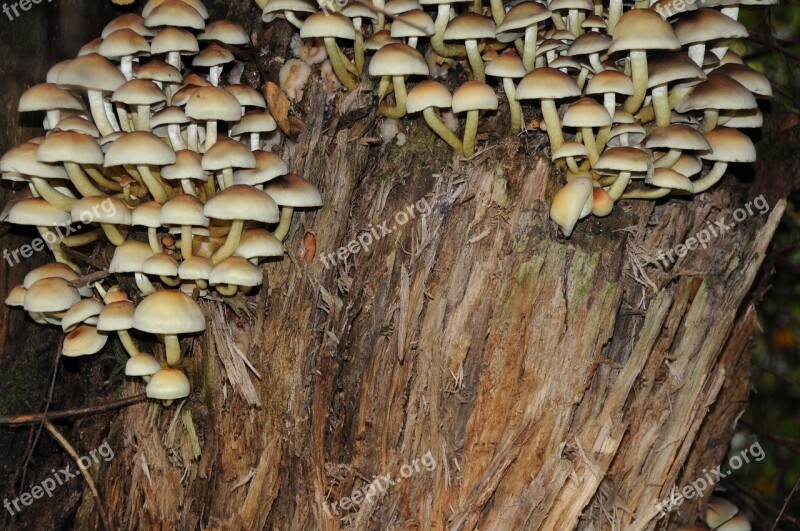 Mushrooms Tree Stump Decomposition Autumn Forest