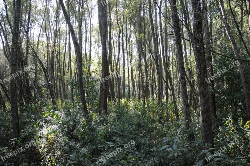 Riparian Zone Thicket Light Nature Poplar