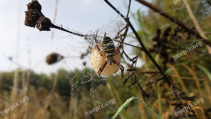 Spider Nest Ball Insect Arachnid