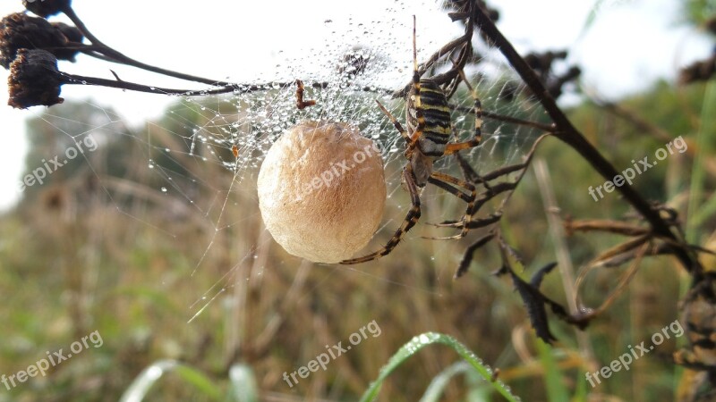 Spider Nest Ball Cobweb Insect