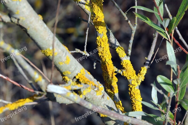 Weave Branch Yellow Autumn Mood Nature