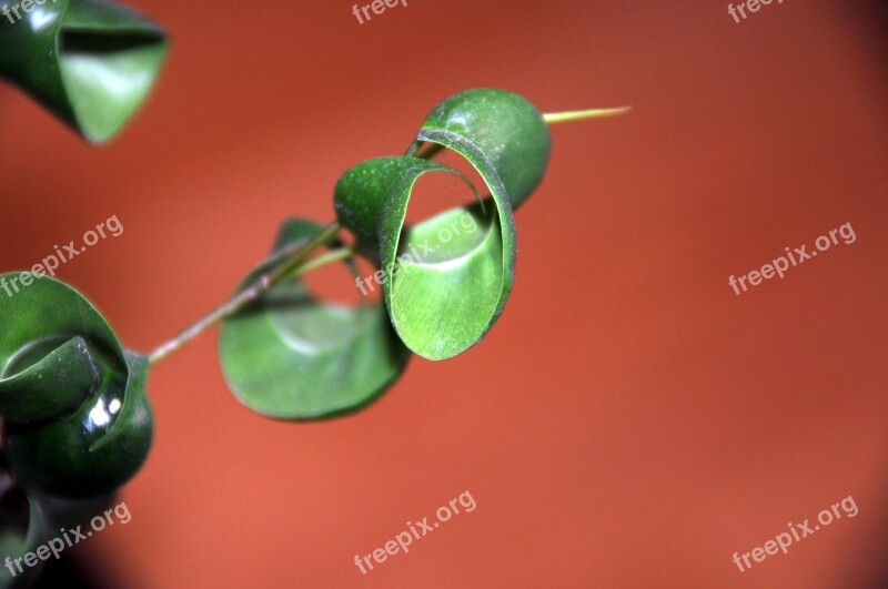 Leaf Rolled Up Red Green Houseplant