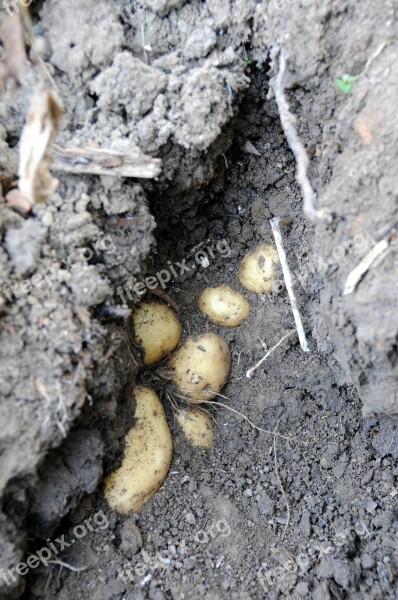 Potatoes Garden Earth Crops Summer