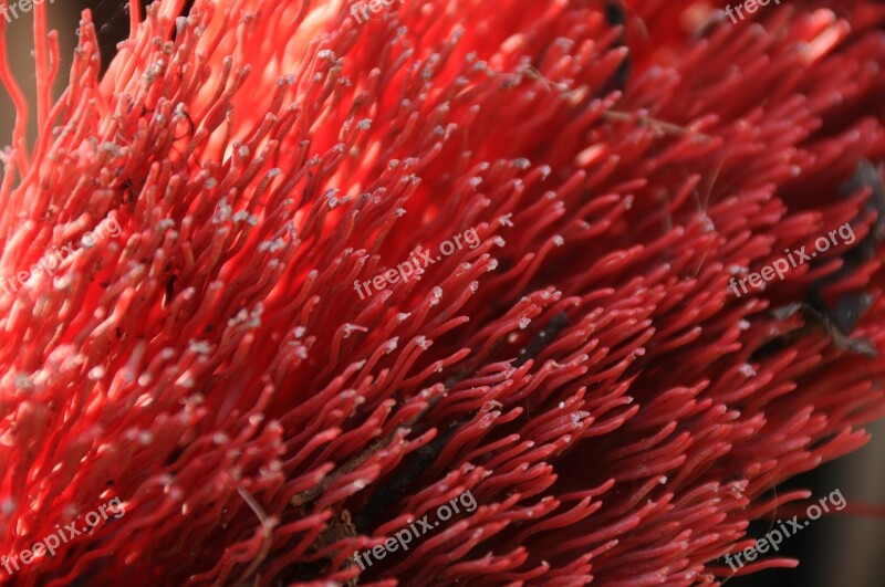 Bristles Street Broom Red Broom Close Up