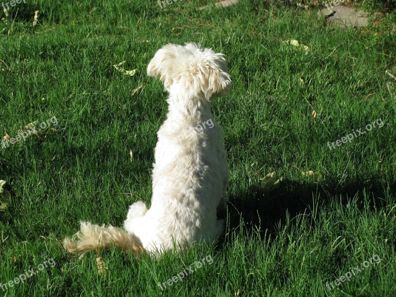 Dog Pondering Meditation Free Photos