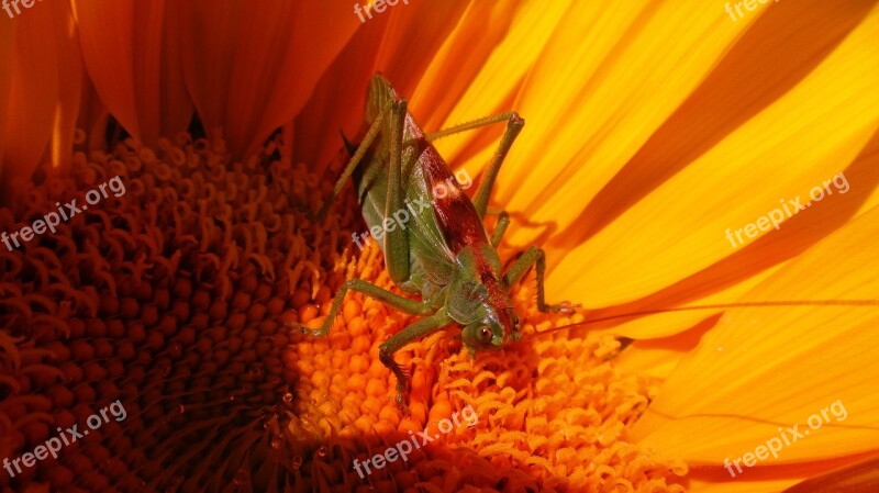 Grasshopper Blacksmith Locusts Insect Sunflower