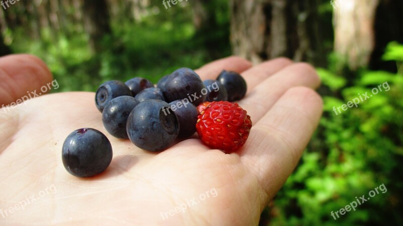 Blueberry Strawberry Berry Forest Collection