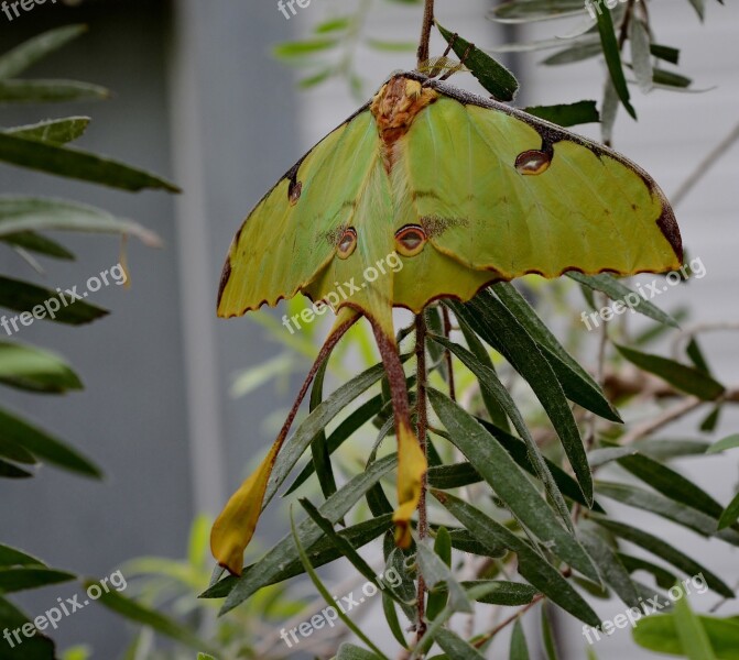 Butterfly Tropical Close Up Butterfly Park Green