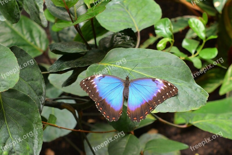 Butterfly Sky Butterfly Nature Tropical Free Photos