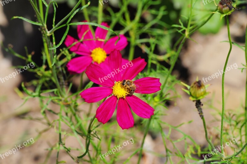 Garden Cosmos Flower Pink Bee Insect