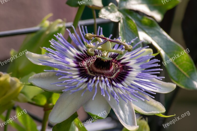 Magic Flower Green White Garden