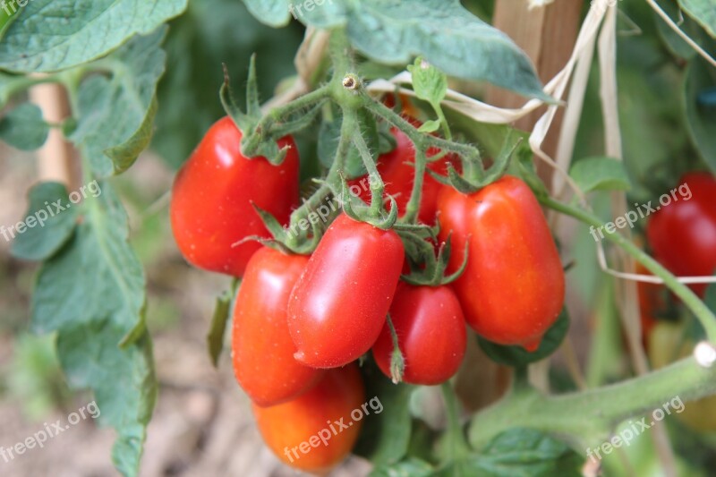 Tomatoes Roma Tomatoes Harvest Garden Tomatoes Bio