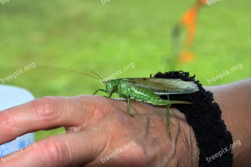 Grasshopper Green Hand Nature Free Photos