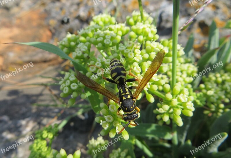 Flower Nature Green Fruit Croatia