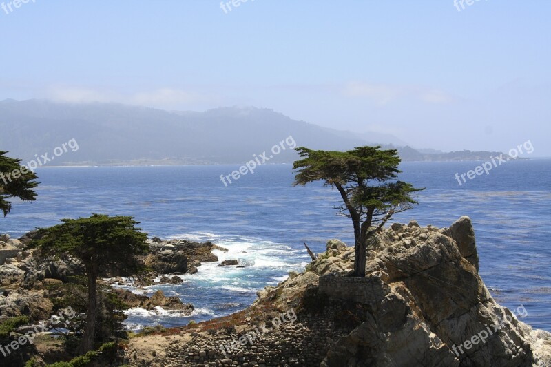 Cypress Tree Coast Nature Water