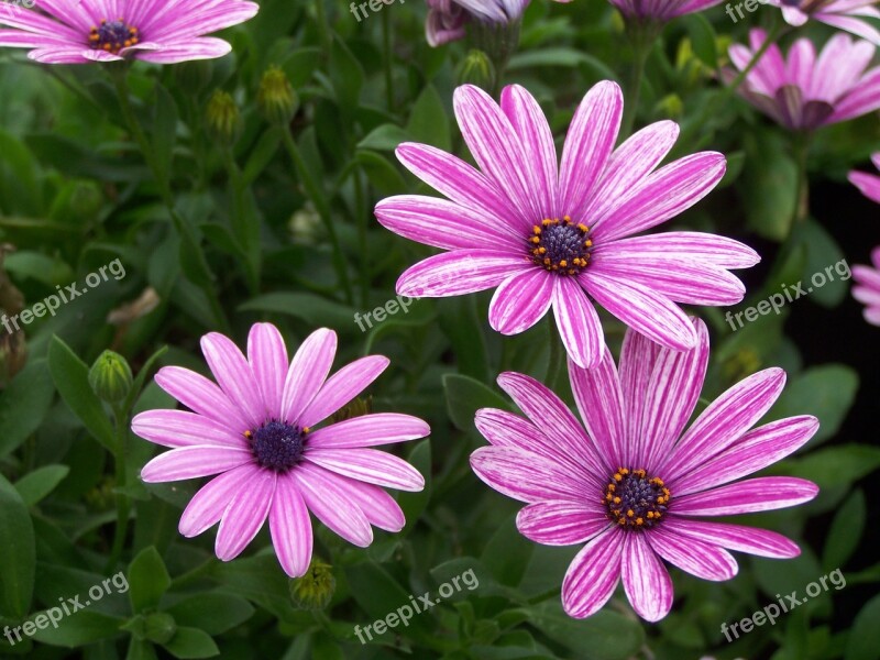 Daisy Daisies Purple Flowers Blossom