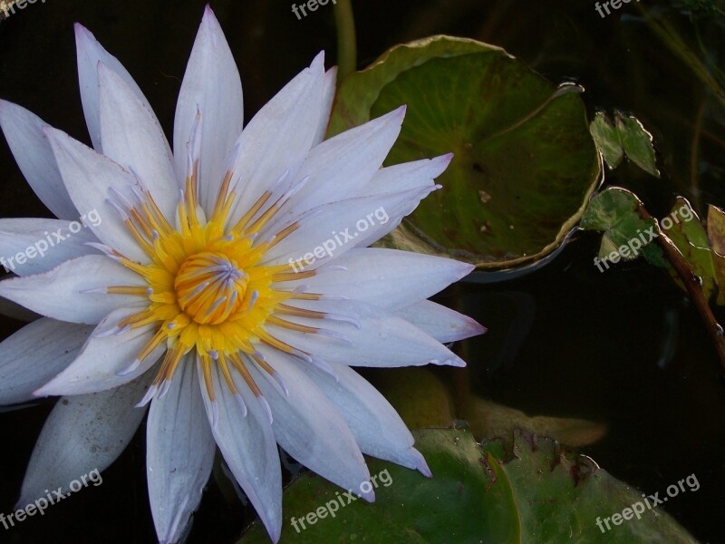 Lily Waterlily Flower Waterlilies Pond