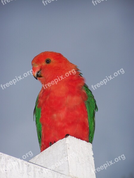 King Parrot Bird Parrot Nature Plumage