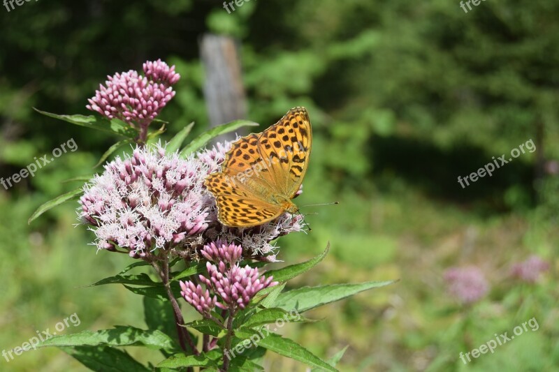 Butterfly Butterflies Fritillary Silver Line Argynnis Paphia