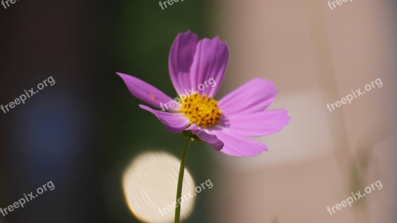 Cosmos Pink Flowers Landscape Nature