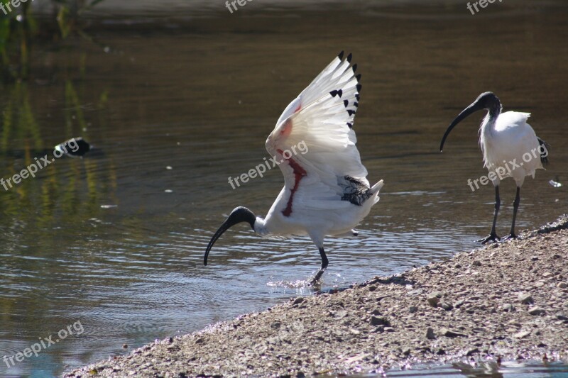 Ibis Bird Nature Wildlife Brisbane