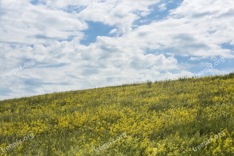 Sky Field Meadow Flowers Clouds