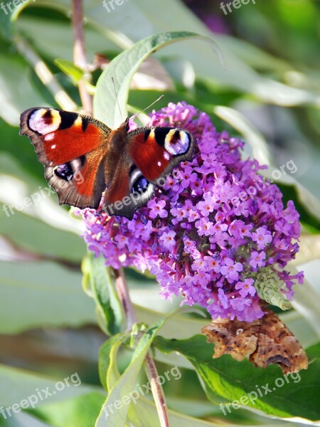 Paon-du-jour Butterfly Buddleia Foraging Color