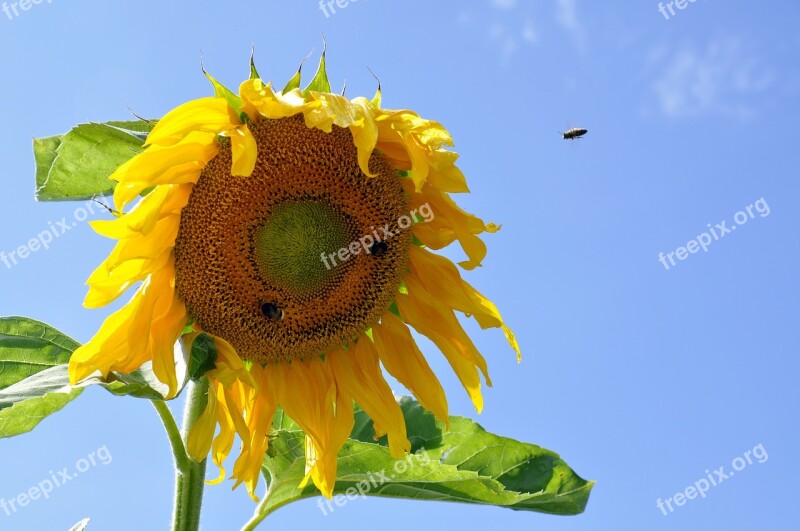 Sunflower Sky Plant Bee Yellow