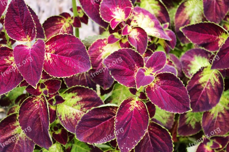 Coleus At Little Norway Coleus Plant Leaves Foliage