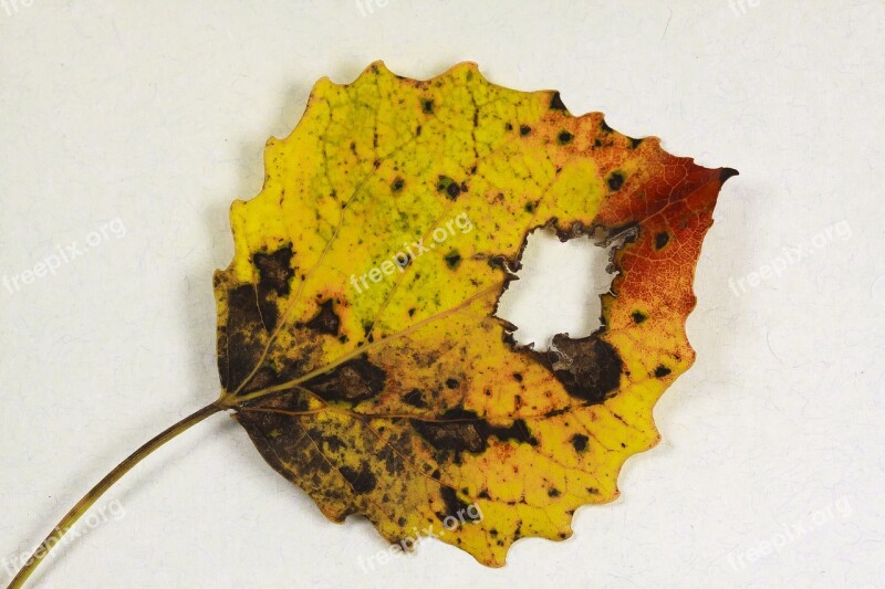 Aspen Leaf Aspen Leaves Plant Autumn