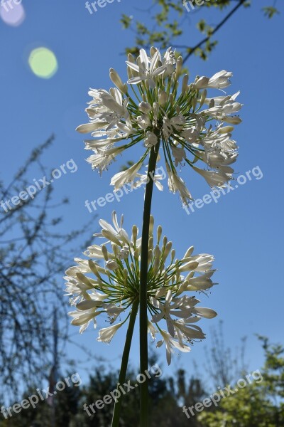 Agapanthus White Love Flower Blossom Bloom