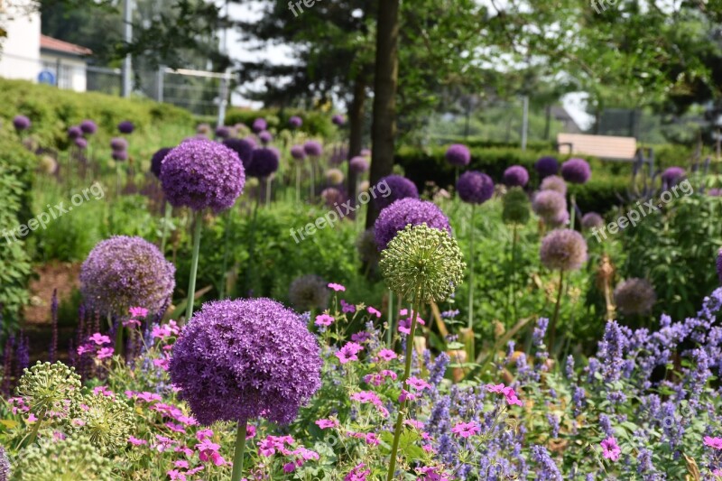 Allium Plant Ornamental Onion Violet Garden