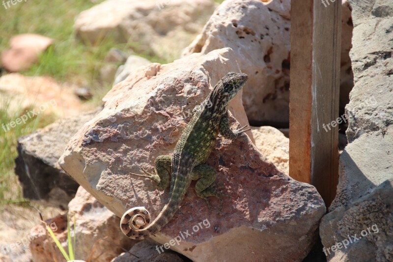 Do Cuba Varadero Lizard Caribbean Reptile